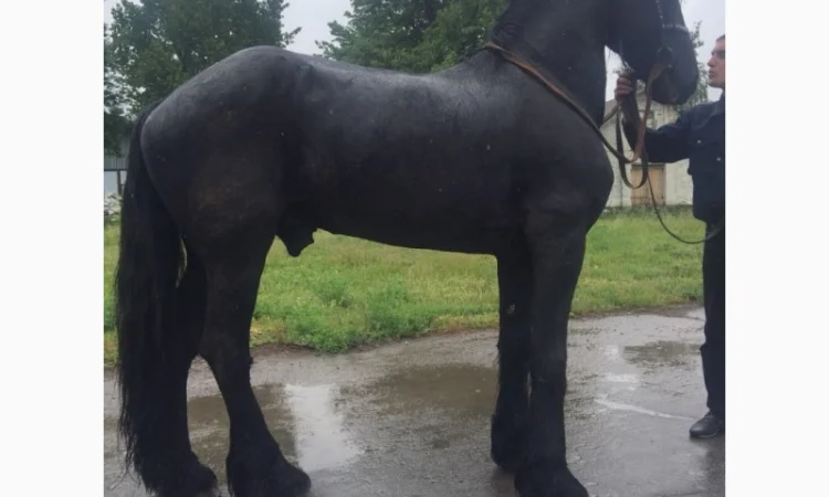 Продам лошадь породы Фриз - фото № 4