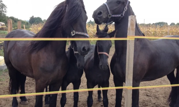 Продам лошадь породы Фриз - фото № 6