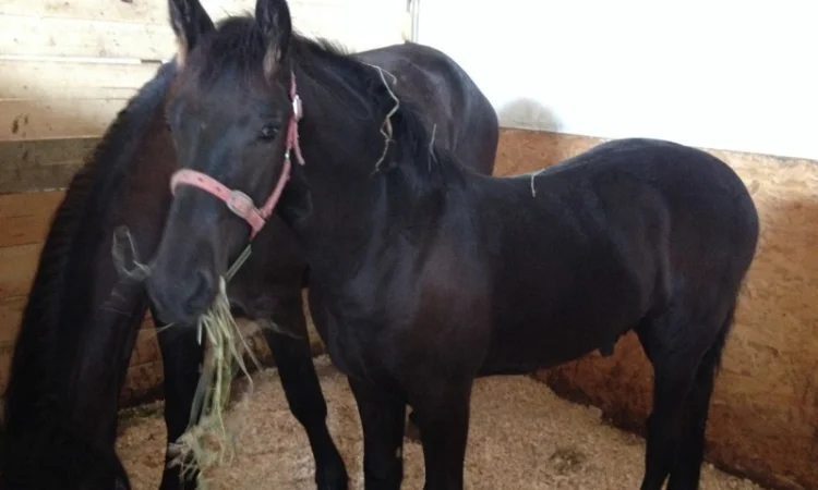 Продам лошадь породы Фриз - фото № 7