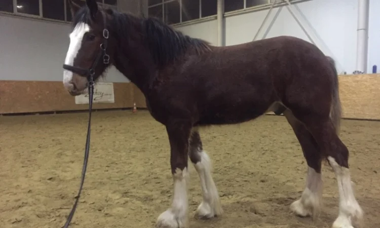 Продам жеребец породы Шайр - фото № 1