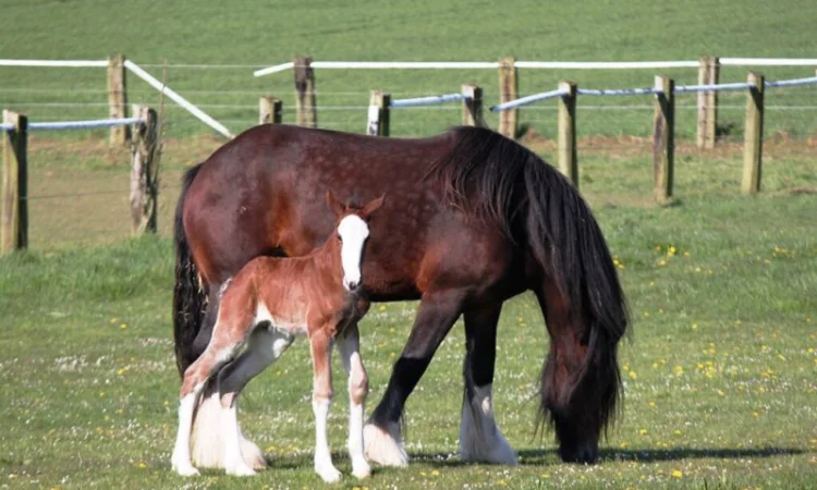 Продам жеребец породы Шайр - фото № 2