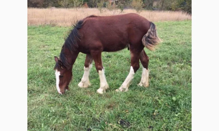Продам жеребец породы Шайр - фото № 4