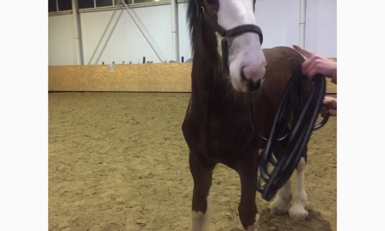 Продам жеребец породы Шайр - фото № 5