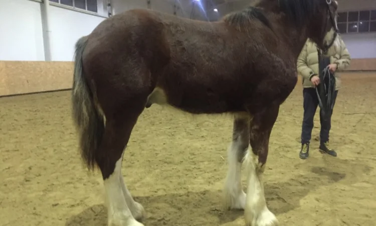 Продам жеребец породы Шайр - фото № 7