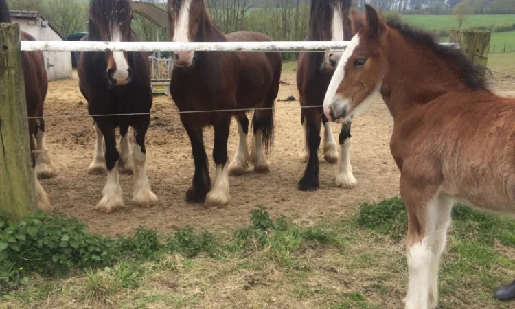 Лошади породы шайр - фото № 4