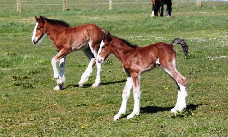 Лошади породы шайр - фото № 6