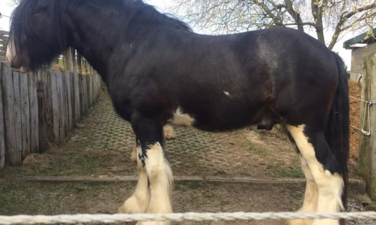 Лошади породы шайр - фото № 1