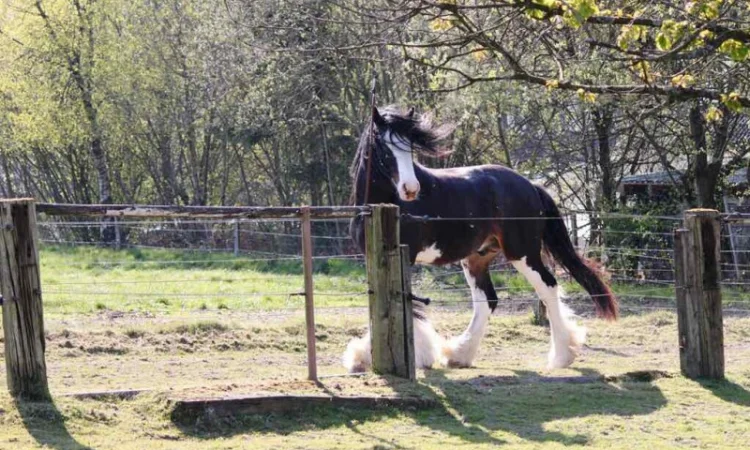 Лошади породы шайр - фото № 2