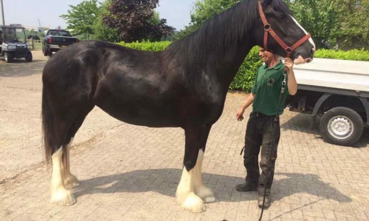 Лошади породы шайр - фото № 3