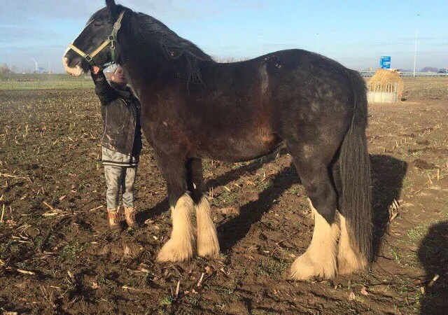 Продаются лошади породы шайр - фото № 4