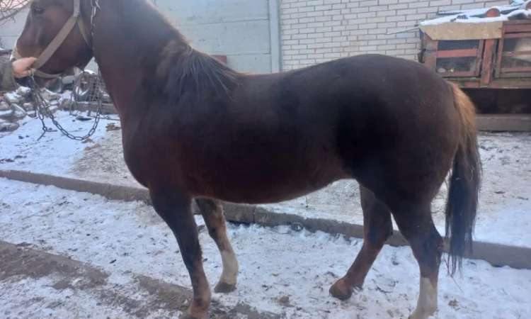 Продам кобилу робочу - фото № 1