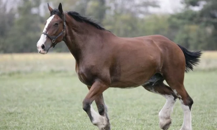 Куплю коней для сільськогосподарьких робіт - фото № 1