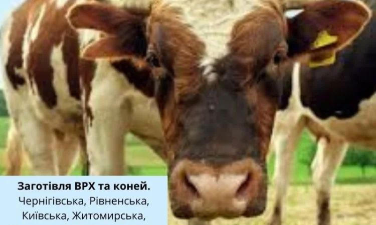 Купуємо у населення ВРХ та коней - фото № 1
