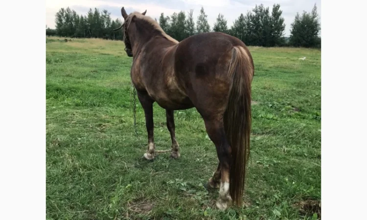 Куплю коней, лошат на м`ясо дорожче за м’ясокомбінат - фото № 1