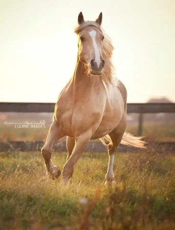 Куплю лошадей живым весом - фото № 1