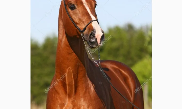 Куплю коней Живым весом дорого - фото № 1