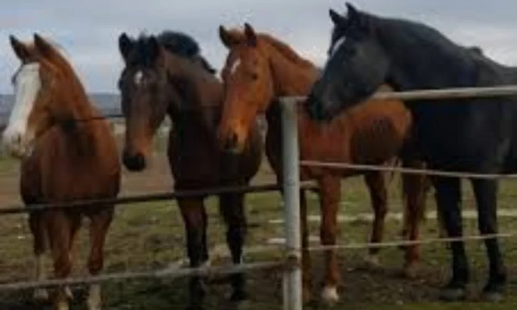 Куплю Коней Лошат - фото № 1