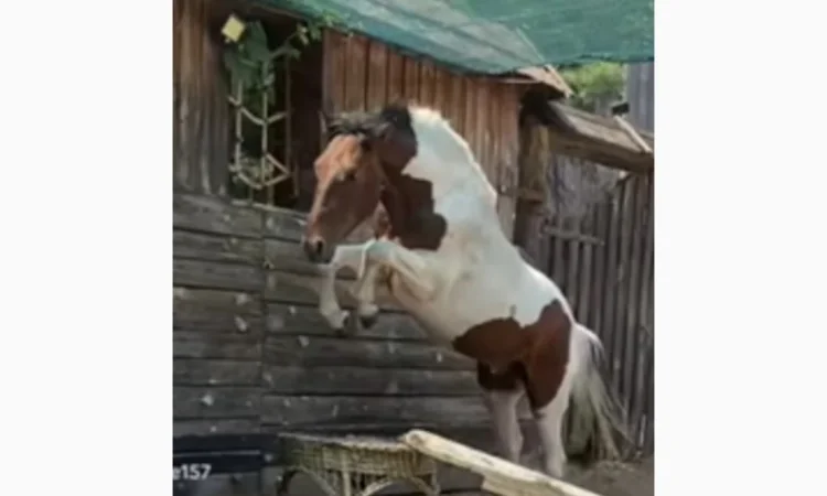 Лощадь для спорта - фото № 1