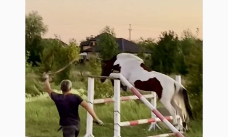 Лощадь для спорта - фото № 3