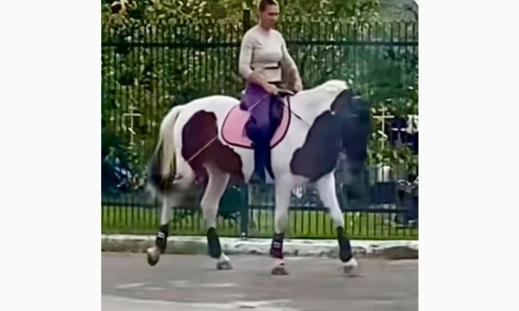 Лощадь для спорта - фото № 4