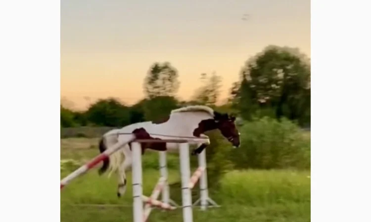 Лощадь для спорта - фото № 5