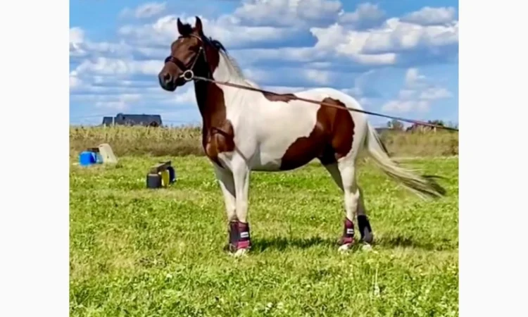 Лощадь для спорта - фото № 6