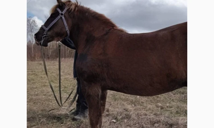 Продам кобилу - фото № 1