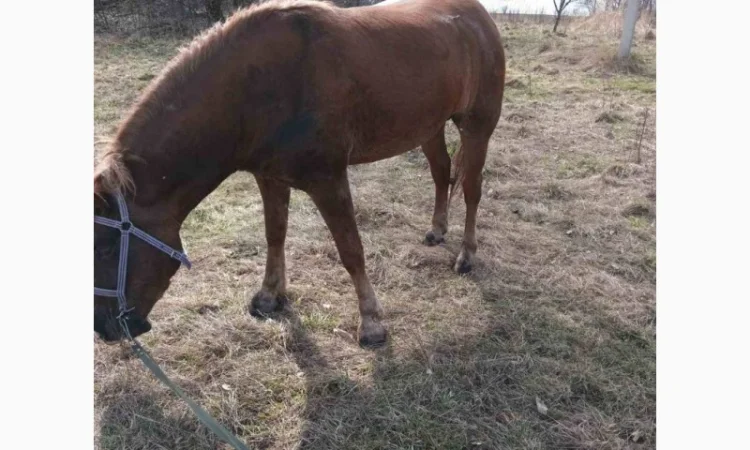 Продам кобилу - фото № 2