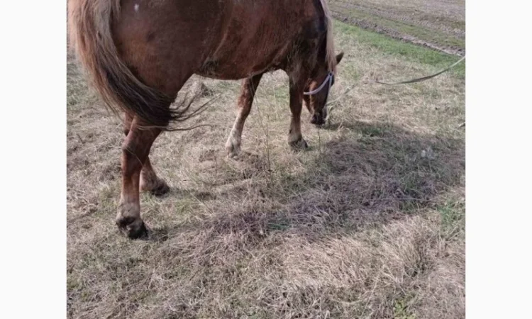 Продам кобилу - фото № 3