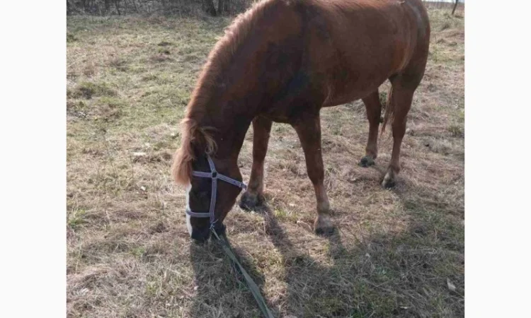Продам кобилу - фото № 4