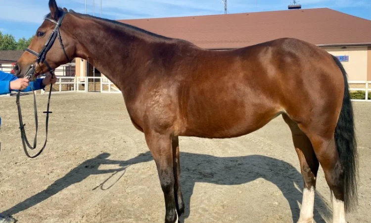 Продается лошадь. Светло-гнедая кобыла, Бельгийская порода - фото № 1