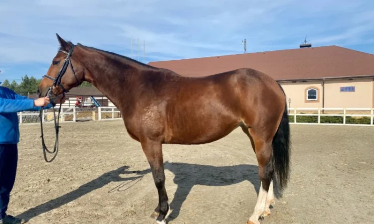 Продается лошадь. Светло-гнедая кобыла, Бельгийская порода - фото № 2