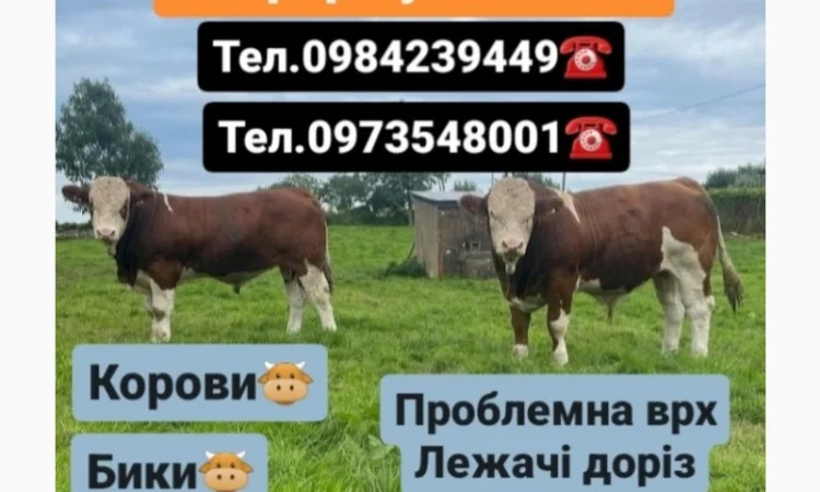 Закуповуємо Врх - фото № 1