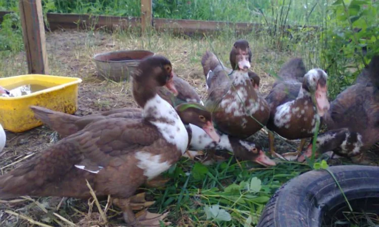 Утки и селезни мускусные - фото № 1