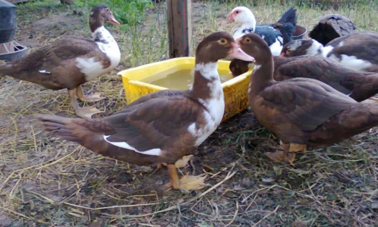 Утки и селезни мускусные - фото № 2