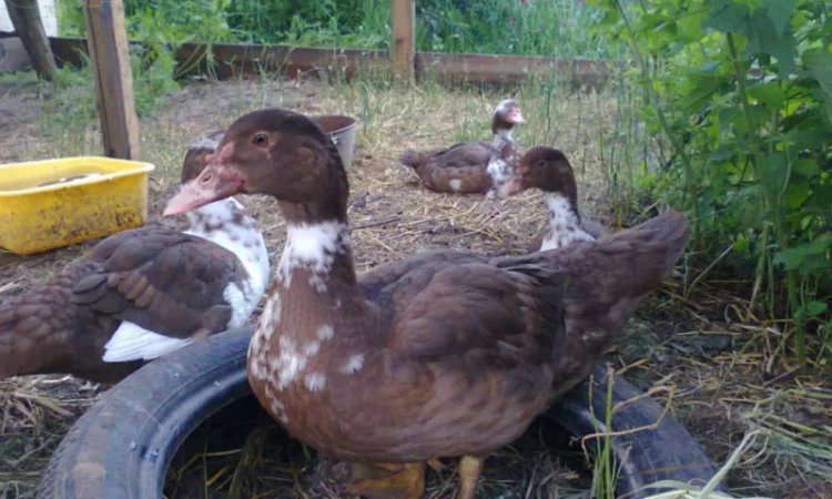 Утки и селезни мускусные - фото № 3