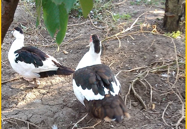 Мускусные утки, индоутка (Голландия, Германия) на племя - фото № 1