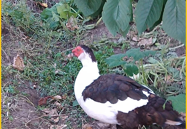 Мускусные утки, индоутка (Голландия, Германия) на племя - фото № 2