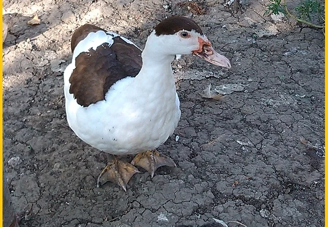 Мускусные утки, индоутка (Голландия, Германия) на племя - фото № 3