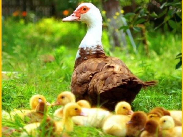 Мускусные утки, индоутка (Голландия, Германия) на племя - фото № 4