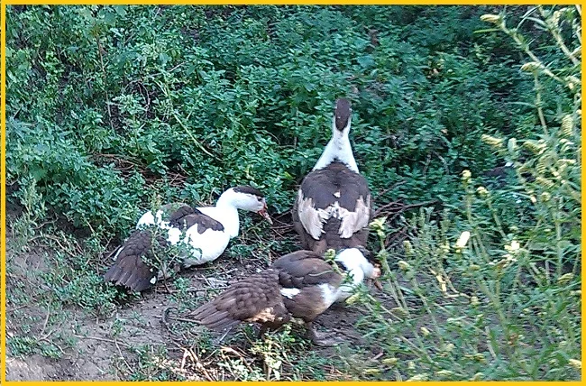 Мускусные утки, индоутка (Голландия, Германия) на племя - фото № 5