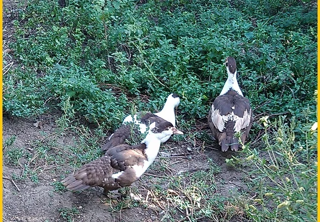 Мускусные утки, индоутка (Голландия, Германия) на племя - фото № 6