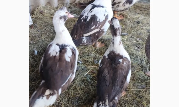 Продам селезня (шипун/) і 2 качки - фото № 1