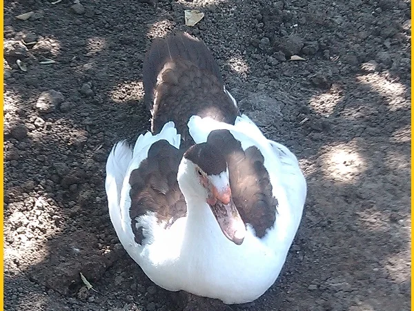 Мускусные племенные утята (индоутка, шипуны) - фото № 1