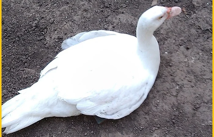 Мускусные племенные утята (индоутка, шипуны) - фото № 2