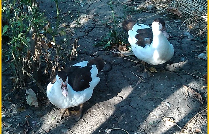 Мускусные племенные утята (индоутка, шипуны) - фото № 3