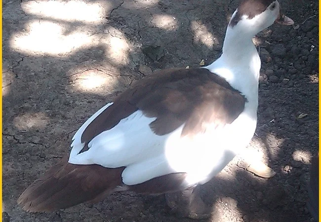 Мускусные племенные утята (индоутка, шипуны) - фото № 5