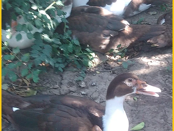 Мускусные племенные утята (индоутка, шипуны) - фото № 6