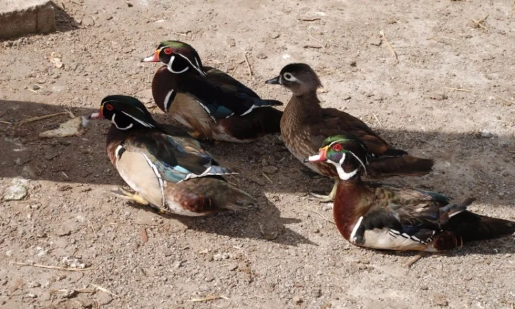 Каролинка белая и бежевая утка для частного разведения - фото № 1