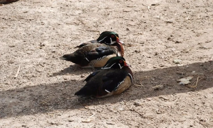 Каролінська качка або Каролінка, Каролінка біла та бежева для приватного розведення - фото № 1